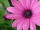 20061111172616-flor0178w.jpg
