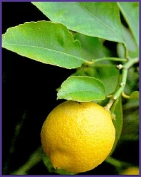 20081006162949-limon.jpg